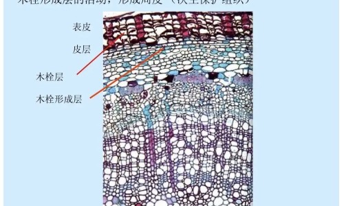 【瞎碰的功效与作用】瞎蠓学名叫什么 - 瞎碰的营养与功效网
